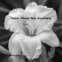 Hemerocallis Lavender Sun
