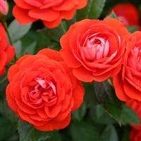 Rose Veranda<sup>®</sup> Brilliant