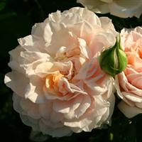 Rose Veranda<sup>®</sup> Cream