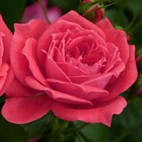 Rose Veranda<sup>®</sup> Jolie
