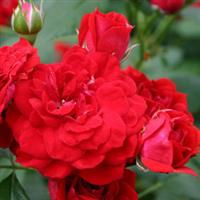 Rose Veranda<sup>®</sup> Roxanne