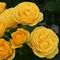 Rose Veranda<sup>®</sup> Sunbeam