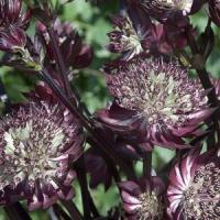 Astrantia major Star Of Fire