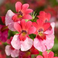 Spicy Bicolor White Bordeaux Nemesia