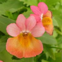 Spicy Orange with Pink Eye Nemesia