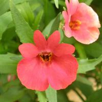 Spicy Real Red Nemesia