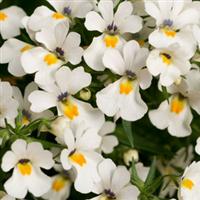 Spicy Snow White Nemesia