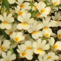 Spicy Vanilla Nemesia