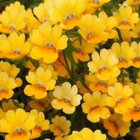 Spicy Yellow Nemesia