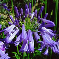 Agapanthus Jonie