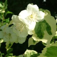 Philadelphus Icelandic
