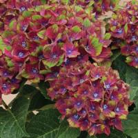 Hydrangea macrophylla Pistachio