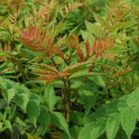 Sorbaria Sem
