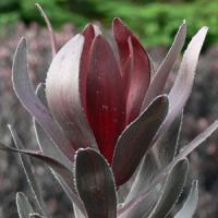 Leucodendron Ebony