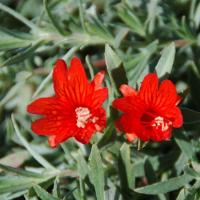 Epilobium Sidewinder