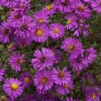 Aster novi-belgii Alert
