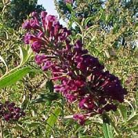 Buddleia davidii Nanho Blue