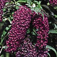 Buddleia davidii Nanho Purple