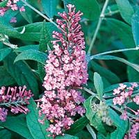 Buddleia davidii Pink Delight