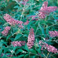 Buddleia davidii Pink Delight