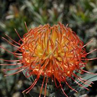 Leucospermum Royal Hawaiin Blanch Ito
