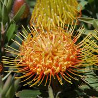 Leucospermum Royal Hawaiin Brandi