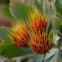 Leucospermum Royal Hawaiin Seanna