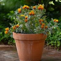 Leucospermum Royal Hawaiin Seanna