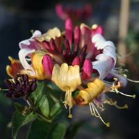 Lonicera Groundhugger