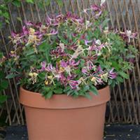 Lonicera Groundhugger
