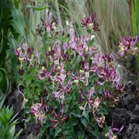 Lonicera Groundhugger