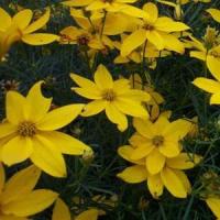 Coreopsis Golden Gain