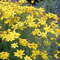 Coreopsis Golden Gain
