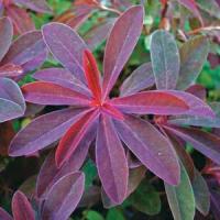 Euphorbia dulcis Chameleon