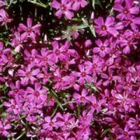 Phlox subulata Atropurpurea
