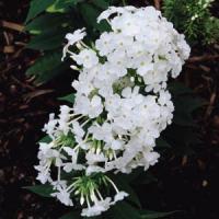 Phlox paniculata David