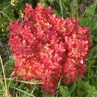 Berberis thunbergii LUTIN ROUGE