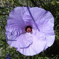 Alyogyne Elektra Blue