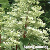 Hydrangea paniculata Fire And Ice