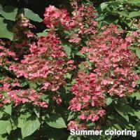 Hydrangea paniculata Fire And Ice