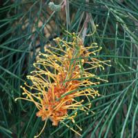 Grevillea Little Honey
