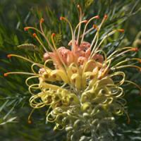 Grevillea Peaches And Cream