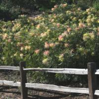 Grevillea Peaches And Cream
