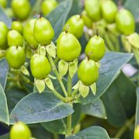 Hypericum Harvest Festival Green