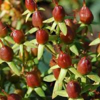 Hypericum Harvest Festival Chocolate