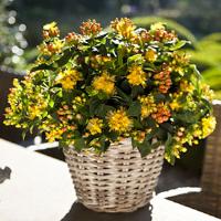 Hypericum Harvest Festival Coral