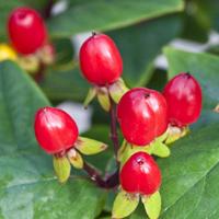 Hypericum Harvest Festival Red