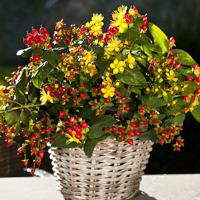 Hypericum Harvest Festival Red