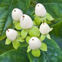 Hypericum Harvest Festival White