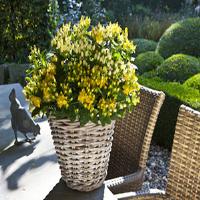 Hypericum Harvest Festival White